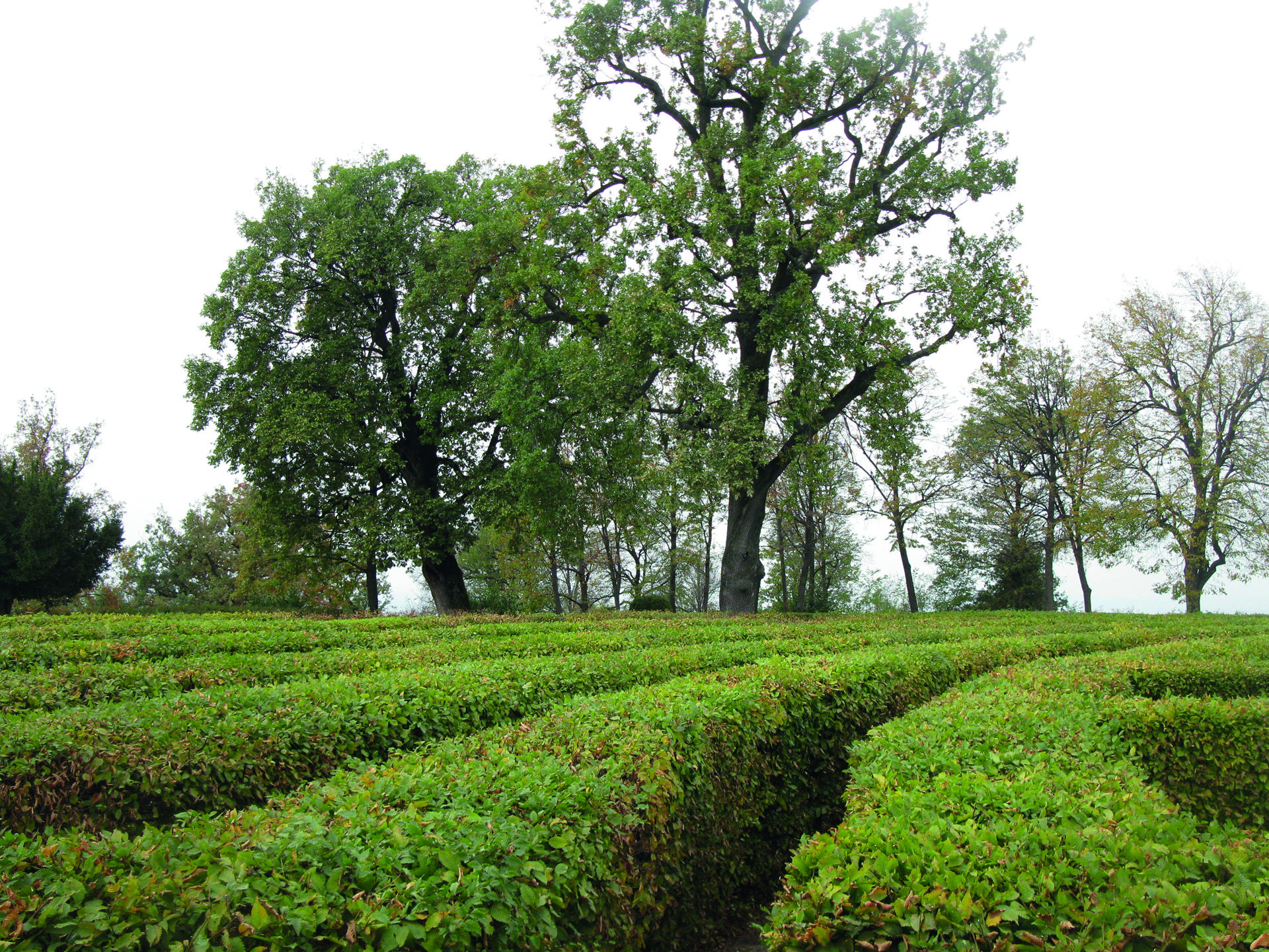 Fig. 3 – Masino (Torino), giardino del Castello, labirinto